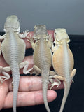 G170, 5 Bearded Dragon Witblits group for sale