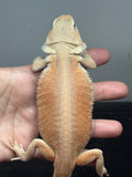 #1481, female, hypo, trans, leatherback, possible het zero, Witblits Bearded dragon for sale