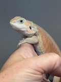 #1481, female, hypo, trans, leatherback, possible het zero, Witblits Bearded dragon for sale
