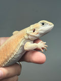 #1481, female, hypo, trans, leatherback, possible het zero, Witblits Bearded dragon for sale