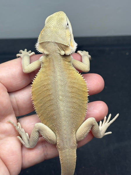 male, hypo, leatherback, possible het trans, possible het zero, Witblits Bearded dragon for sale