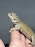 #1494, male, hypo, leatherback, possible het trans, possible het zero, Witblits Bearded dragon for sale