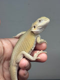 #1494, male, hypo, leatherback, possible het trans, possible het zero, Witblits Bearded dragon for sale