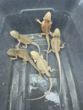 G173, 5 Witblits Bearded Dragon wholesale group for sale
