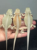G173, 5 Witblits Bearded Dragon wholesale group for sale