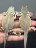 G173, 5 Witblits Bearded Dragon wholesale group for sale