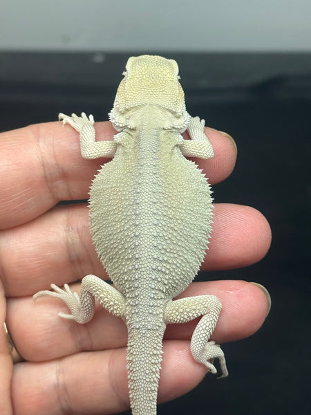 male, hypo, possible het zero, Witblits Bearded dragon for sale