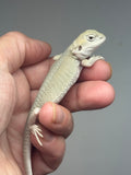 #1534, male, hypo, possible het zero, Witblits Bearded dragon for sale