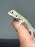 #1534, male, hypo, possible het zero, Witblits Bearded dragon for sale