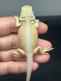 #1535, female, hypo, possible het trans, possible het zero, Witblits Bearded dragon for sale
