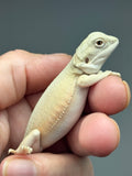 #1535, female, hypo, possible het trans, possible het zero, Witblits Bearded dragon for sale