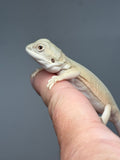 #1535, female, hypo, possible het trans, possible het zero, Witblits Bearded dragon for sale