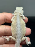#1536, male, hypo, Witblits Bearded dragon for sale