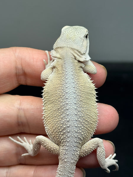 male, hypo, Witblits Bearded dragon for sale