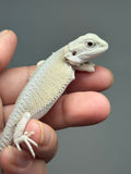#1536, male, hypo, Witblits Bearded dragon for sale