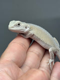 #1536, male, hypo, Witblits Bearded dragon for sale