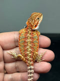 RM902, male, possible het trans, possible het hypo, 75% Red Monster bearded dragon for sale