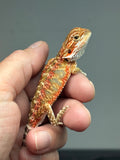 RM902, male, possible het trans, possible het hypo, 75% Red Monster bearded dragon for sale