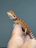 RM902, male, possible het trans, possible het hypo, 75% Red Monster bearded dragon for sale