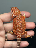 RM903, female, possible het trans, possible het hypo, 75% Red Monster bearded dragon for sale