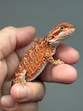RM903, female, possible het trans, possible het hypo, 75% Red Monster bearded dragon for sale