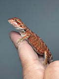 RM903, female, possible het trans, possible het hypo, 75% Red Monster bearded dragon for sale