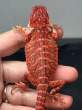 RM904, male, possible het hypo, 50% Red Monster bearded dragon for sale