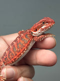 RM904, male, possible het hypo, 50% Red Monster bearded dragon for sale