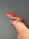 RM904, male, possible het hypo, 50% Red Monster bearded dragon for sale