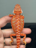RM805, male, hypo, blue bar, possible het trans, 75% Red Monster bearded dragon for sale