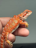RM805, male, hypo, blue bar, possible het trans, 75% Red Monster bearded dragon for sale