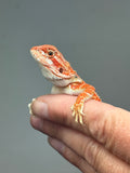RM805, male, hypo, blue bar, possible het trans, 75% Red Monster bearded dragon for sale