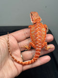 RM805, male, hypo, blue bar, possible het trans, 75% Red Monster bearded dragon for sale