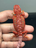 RM906, female, hypo, leatherback, blue bar, 50% Red Monster bearded dragon for sale