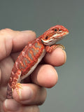 RM906, female, hypo, leatherback, blue bar, 50% Red Monster bearded dragon for sale