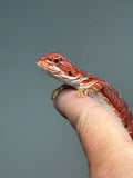 RM906, female, hypo, leatherback, blue bar, 50% Red Monster bearded dragon for sale