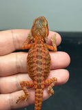 RM907, Unsexed, trans, leatherback, 75% Red Monster bearded dragon for sale