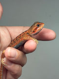 RM907, Unsexed, trans, leatherback, 75% Red Monster bearded dragon for sale