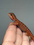 RM907, Unsexed, trans, leatherback, 75% Red Monster bearded dragon for sale