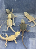 G174, 5 Witblits Bearded Dragon wholesale group for sale