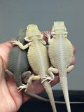 G174, 5 Witblits Bearded Dragon wholesale group for sale