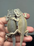 G174, 5 Witblits Bearded Dragon wholesale group for sale