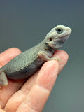 G174, 5 Witblits Bearded Dragon wholesale group for sale