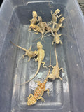 G175, 10 Bearded Dragon wholesale group for sale