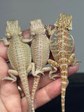 G175, 10 Bearded Dragon wholesale group for sale