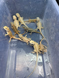 test wholesale