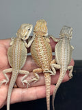 test wholesale