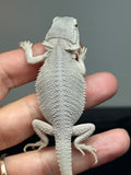 #1537, male, hypo, possible het wits, Zero Bearded Dragon for sale