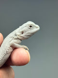 #1537, male, hypo, possible het wits, Zero Bearded Dragon for sale