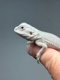 #1537, male, hypo, possible het wits, Zero Bearded Dragon for sale